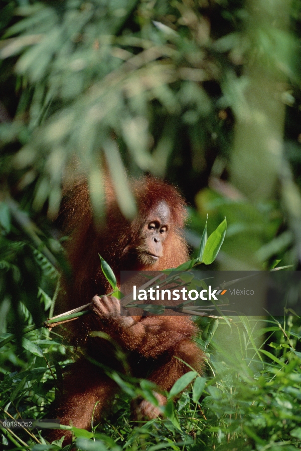 Orangután (Pongo pygmaeus), el Parque Nacional de Tanjung Puting, Borneo