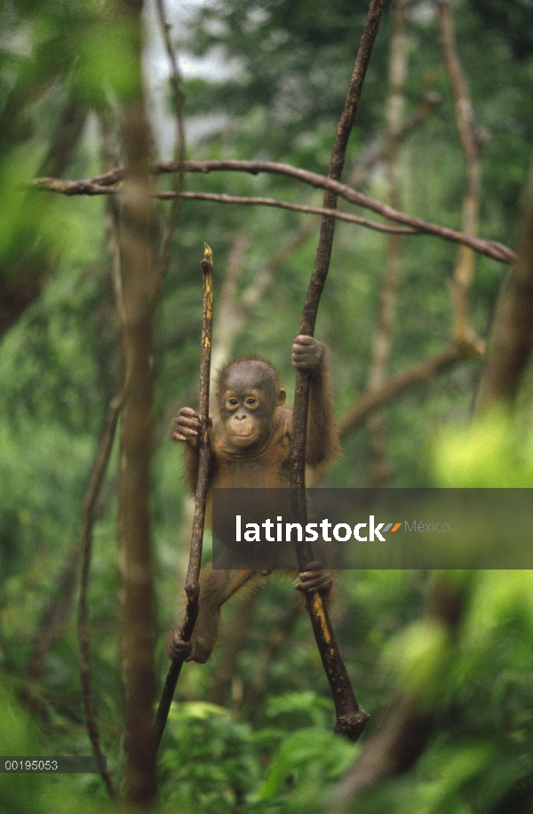 Orangután (Pongo pygmaeus) juvenil colgando en el árbol, Parque Nacional Tanjung Puting, Borneo