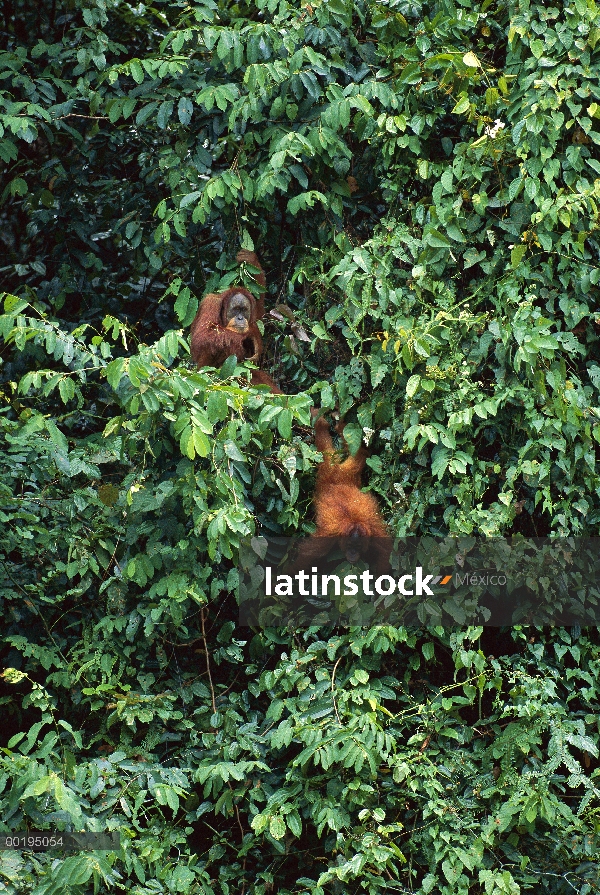 Par de orangután (Pongo pygmaeus) en árboles, Parque Nacional de Gunung Leuser, Sumatra, Indonesia