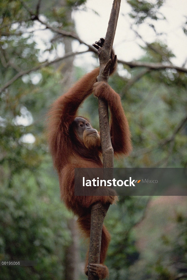 Hombre de orangután (Pongo pygmaeus), Borneo