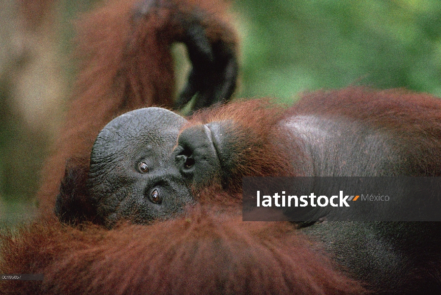 Orangután (Pongo pygmaeus) viejo macho, Parque Nacional Tanjung Puting, Borneo