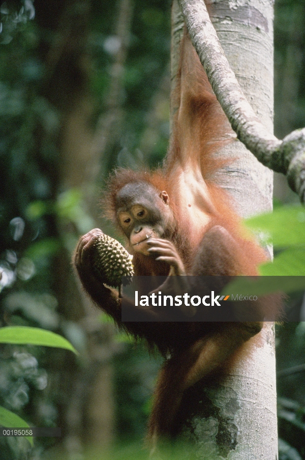 Orangután (Pongo pygmaeus) colgando del árbol con durian, Borneo