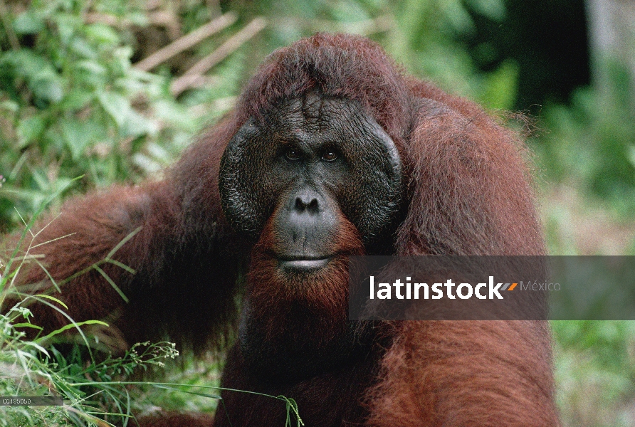 Orangután (Pongo pygmaeus) viejo macho, Parque Nacional Tanjung Puting, Borneo