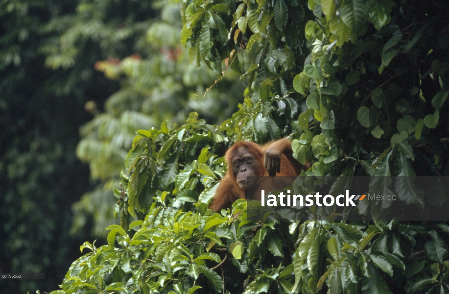 Orangután (Pongo pygmaeus) en rainforest canopy, Parque Nacional de Gunung Leuser, Sumatra