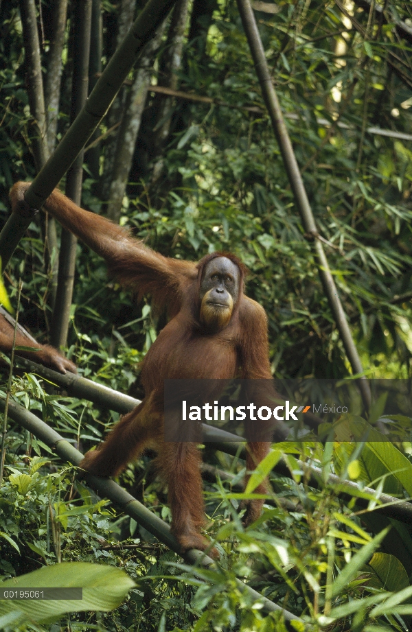 Orangután (Pongo pygmaeus) en tronco de árbol caído, Sumatra