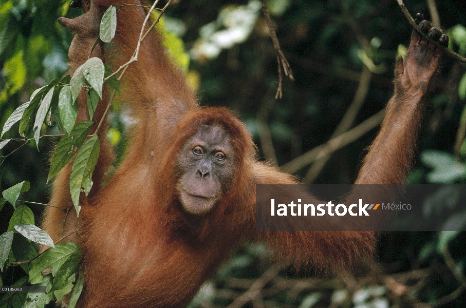 Retrato de adultos orangután (Pongo pygmaeus) colgando en el árbol, Sumatra