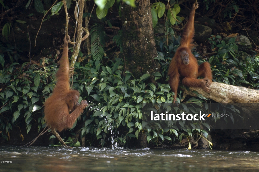 Par de orangután (Pongo pygmaeus) que cuelgan de árboles jugando en el agua, Parque Nacional de Gunu