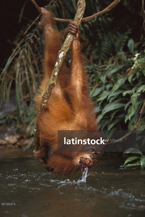 Orangután (Pongo pygmaeus) bebiendo de río mientras que cuelgan al revés de vid, Parque Nacional de 