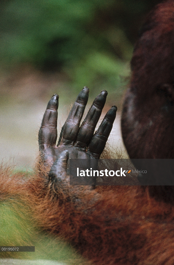 Mano, Parque Nacional Tanjung Puting, Borneo de macho viejo orangután (Pongo pygmaeus)