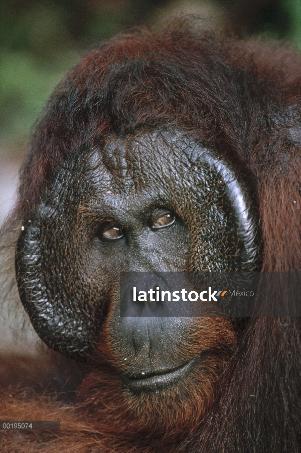 Orangután (Pongo pygmaeus) viejo macho, Parque Nacional Tanjung Puting, Borneo