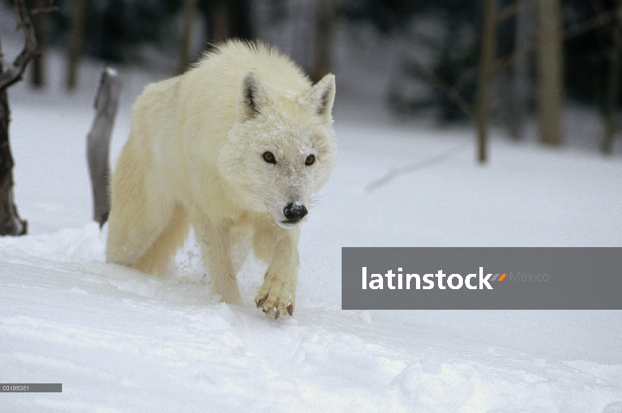 Lobo (Canis lupus) en paisaje nevado, América del norte