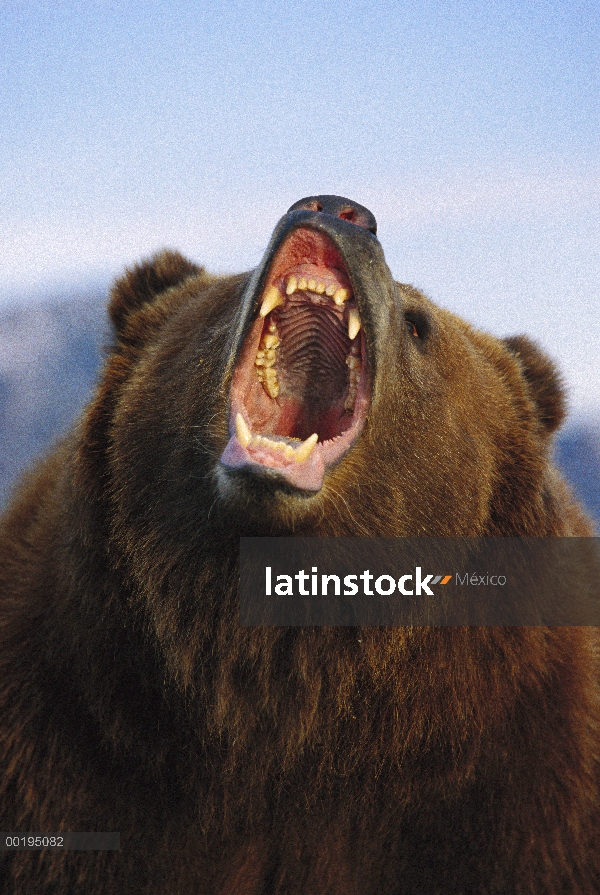 Oso Grizzly (Ursus arctos horribilis), gruñendo, América del norte