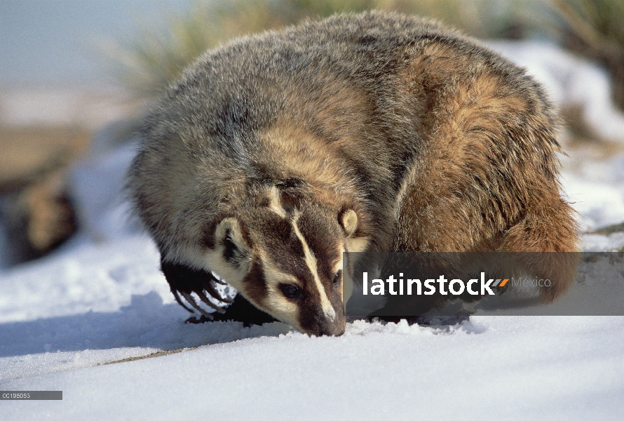 Tejón americano (Taxidea taxus), Colorado