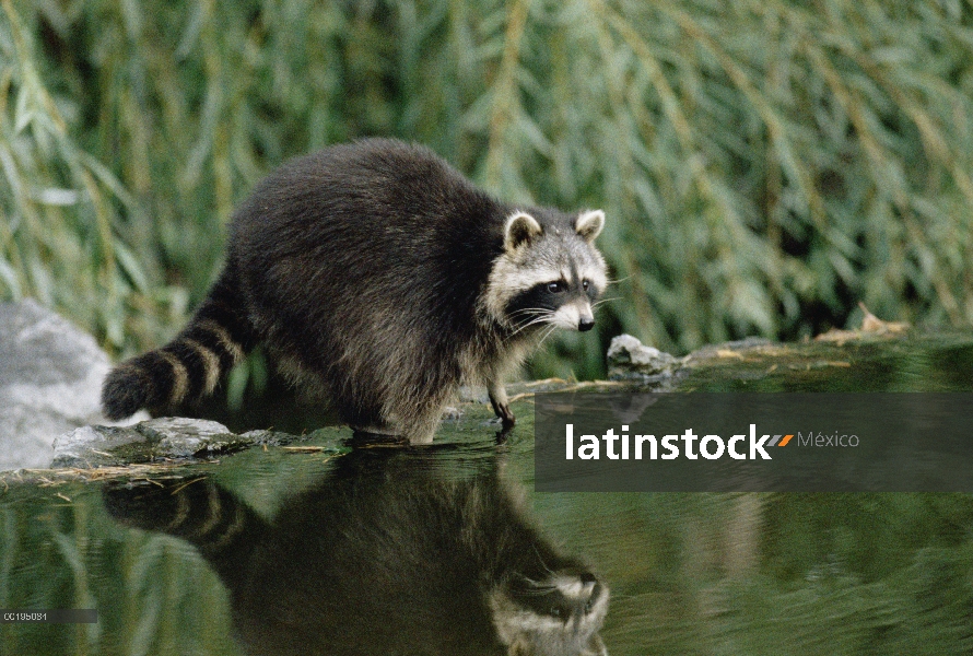 Mapache (Procyon lotor) en el abrevadero, Colorado