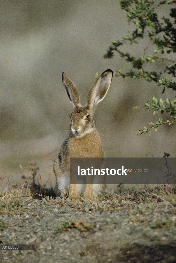 Retrato de la liebre del cabo (Lepus capensis), África