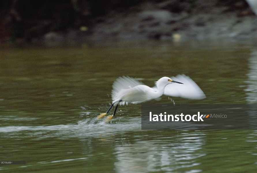 Garceta Blanca (Egretta thula) volando, las costas, los humedales de América del norte