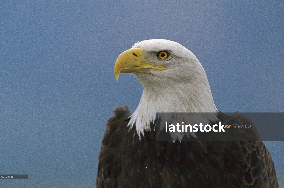 Perfil de águila calva (Haliaeetus leucocephalus), América del norte