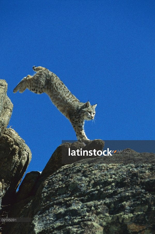 Bobcat (Lynx rufus) saltando sobre rocas, América del norte