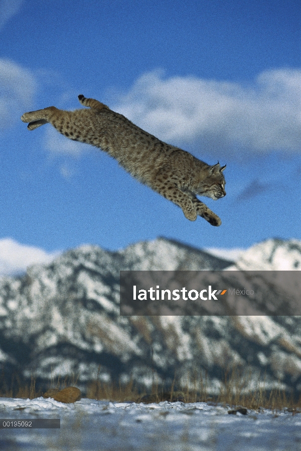 Bobcat (Lynx rufus), saltando a tierra, América del norte