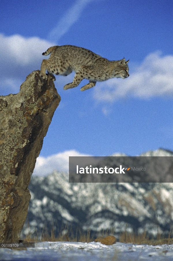 Bobcat (Lynx rufus) saltando desde rocas, América del norte