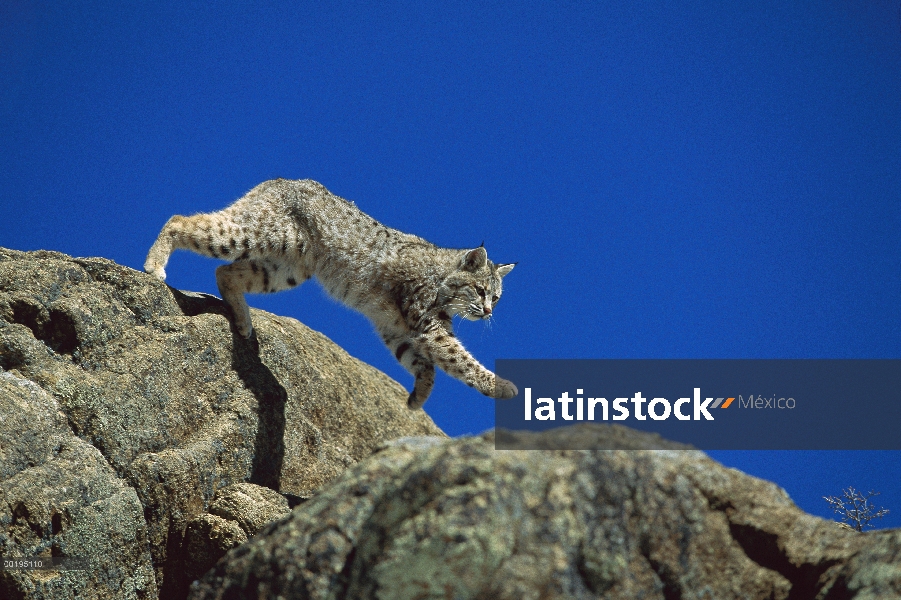 Bobcat (Lynx rufus) saltando por las rocas, América del norte