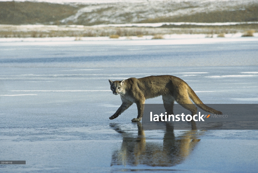 León de montaña (Puma concolor) caminando sobre el lago congelado, América del norte