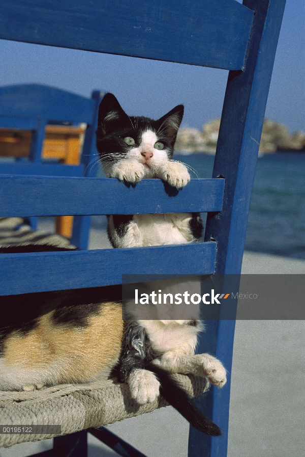 Nacionales gatitos gato (Felis catus) jugando en una silla en el restaurante de la playa, Grecia