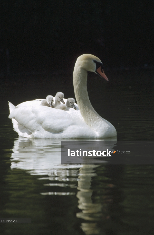 Silenciar el cisne (vulgar Cygnus olor) con tres pollitos montando sobre su espalda, Alemania