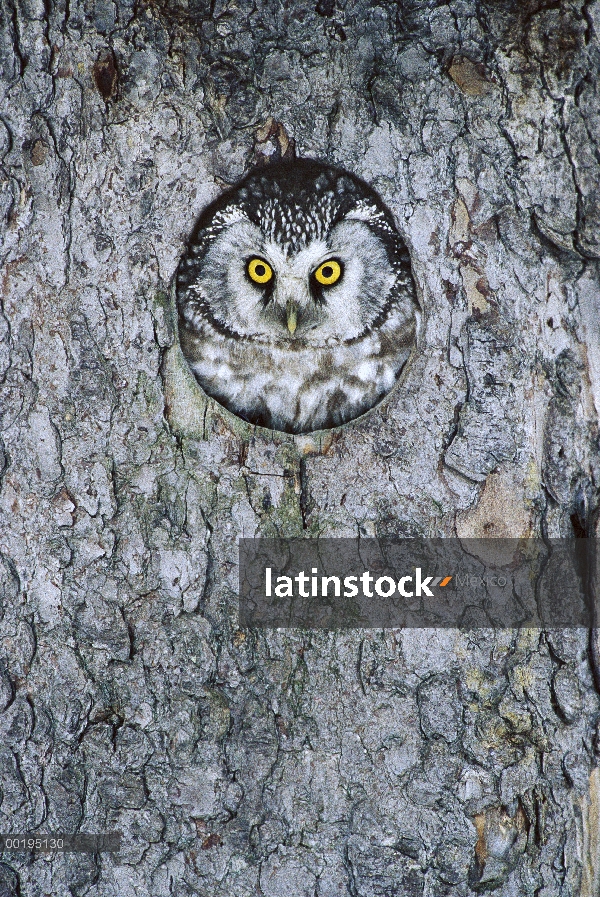 Buho boreal (Aegolius funereus) en la cavidad del nido, Suecia