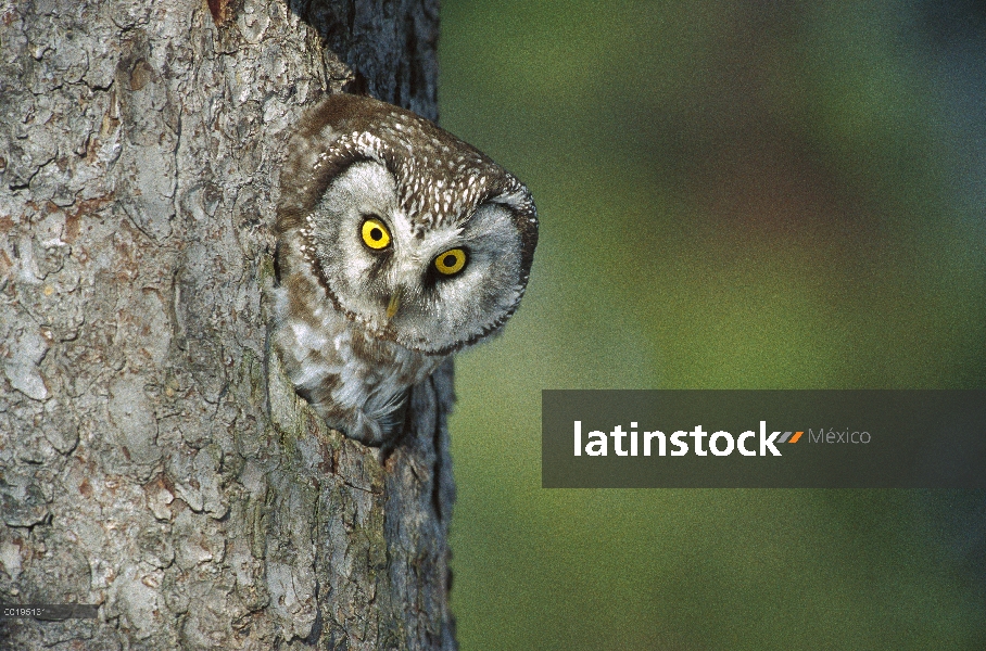 Buho boreal (Aegolius funereus) en la cavidad del nido, Suecia