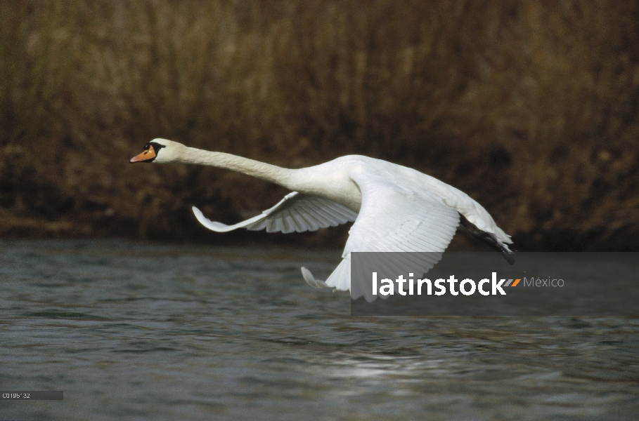 Cisne (vulgar Cygnus olor) volando, Alemania