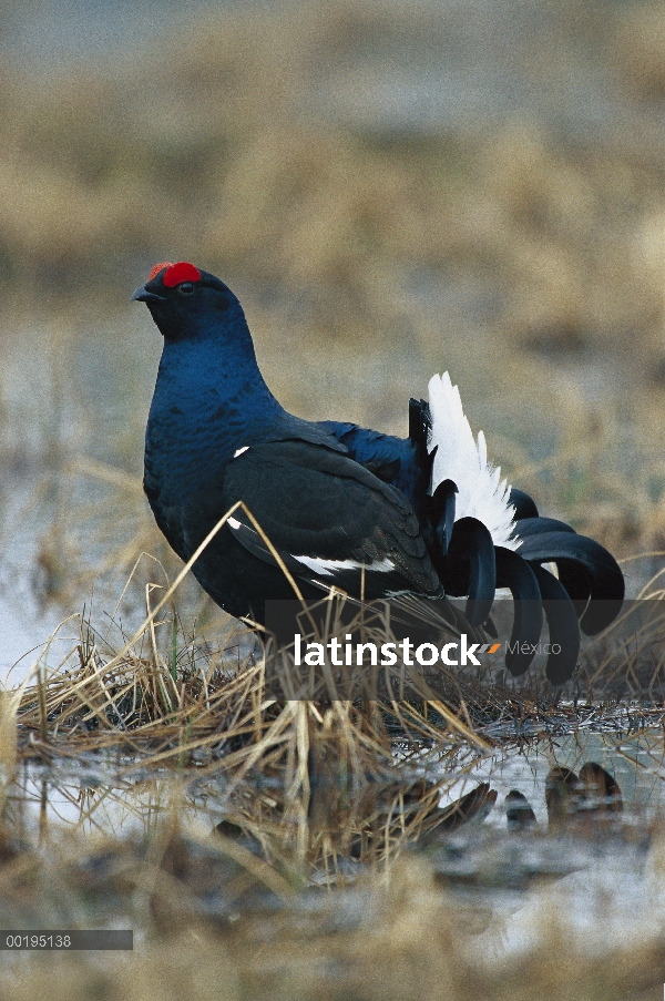 Gallo Lira (Tetrao tetrix) macho de exhibición de cortejo, Suecia