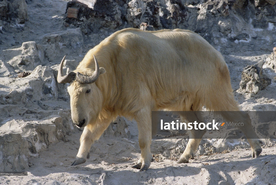 Takin (Budorcas Taxicolor), China