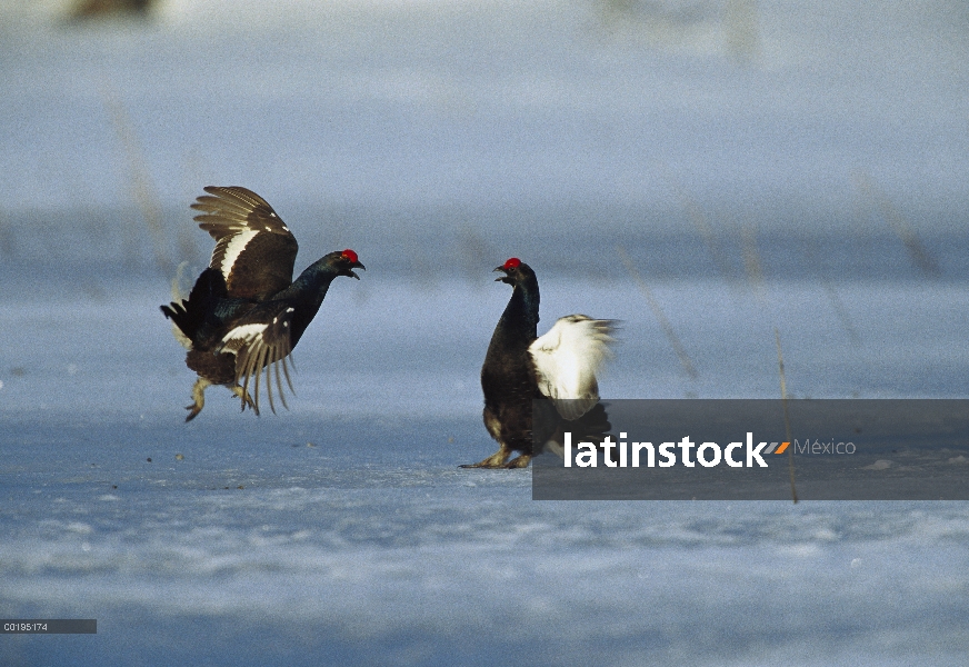 Negro de dos machos de urogallo (Tetrao tetrix) lucha en el suelo cubierto de nieve, Suecia