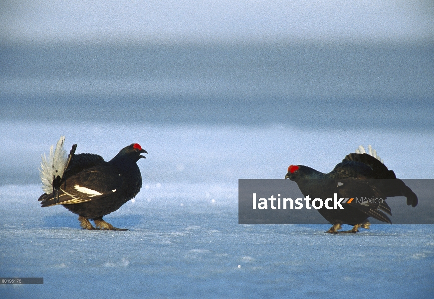 Gallo Lira (Tetrao tetrix) dos machos en la exhibición de cortejo en terreno nevado, Suecia