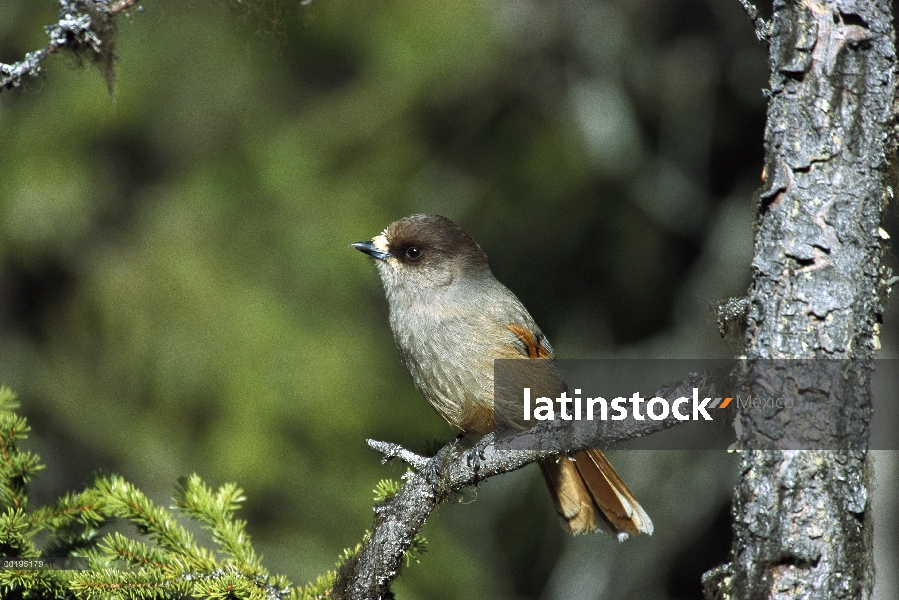 Arrendajo siberiano (Perisoreus infaustus) perchas, Suecia