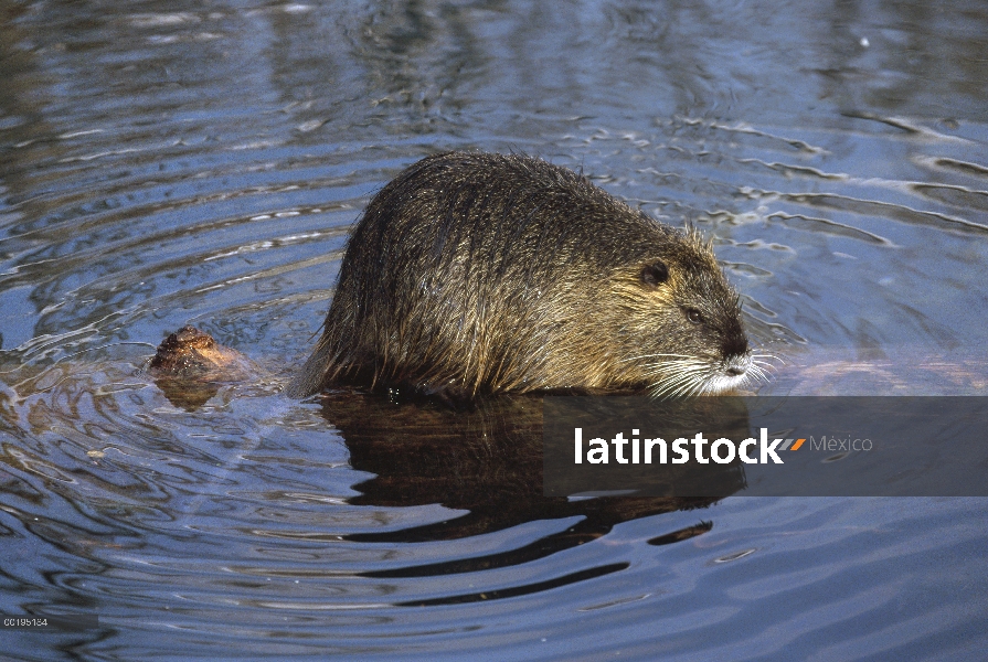 Nutria (Myocastor coypus) en registro en aguas poco profundas, América del sur