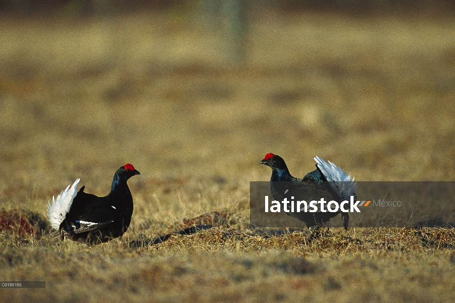 Gallo Lira (Tetrao tetrix) dos machos en la exhibición de cortejo en terreno nevado, Suecia