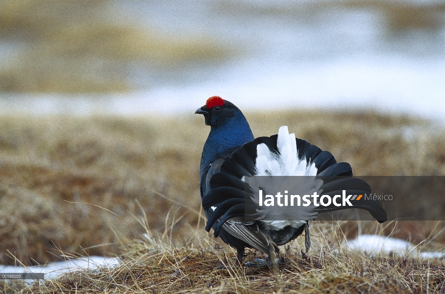 Gallo Lira (Tetrao tetrix) macho de exhibición de cortejo, Suecia