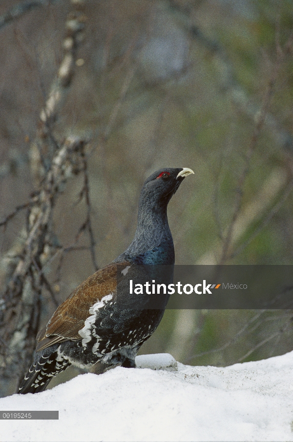 Retrato de Western urogallo (Tetrao urogallus) de hombre de pie sobre terreno nevado, Suecia