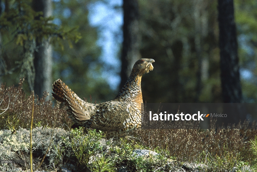 Mujer occidental urogallo (Tetrao urogallus) sentado en el suelo, Suecia