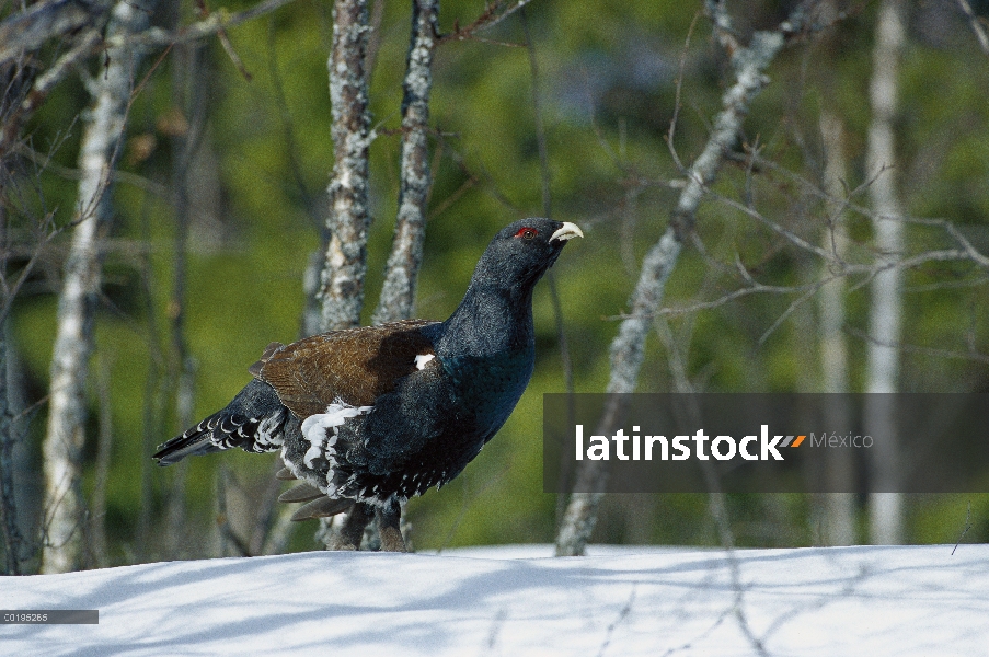 Retrato de Western urogallo (Tetrao urogallus) de hombre caminar sobre terreno nevado, Suecia