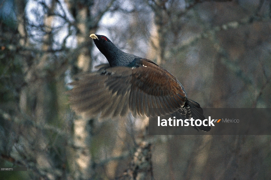 Hombre occidental urogallo (Tetrao urogallus) volando, Suecia