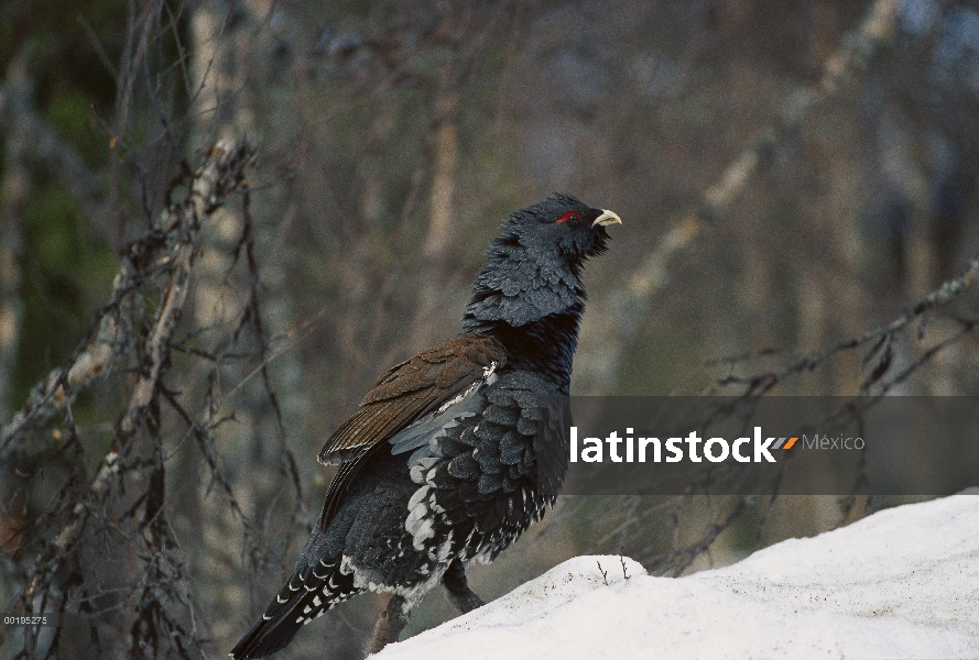 Retrato de Western urogallo (Tetrao urogallus) de hombre de pie sobre terreno nevado, Suecia