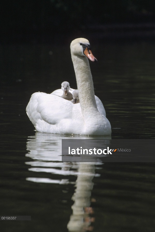 Cisne (vulgar Cygnus olor) padre con polluelos en espalda, Alemania