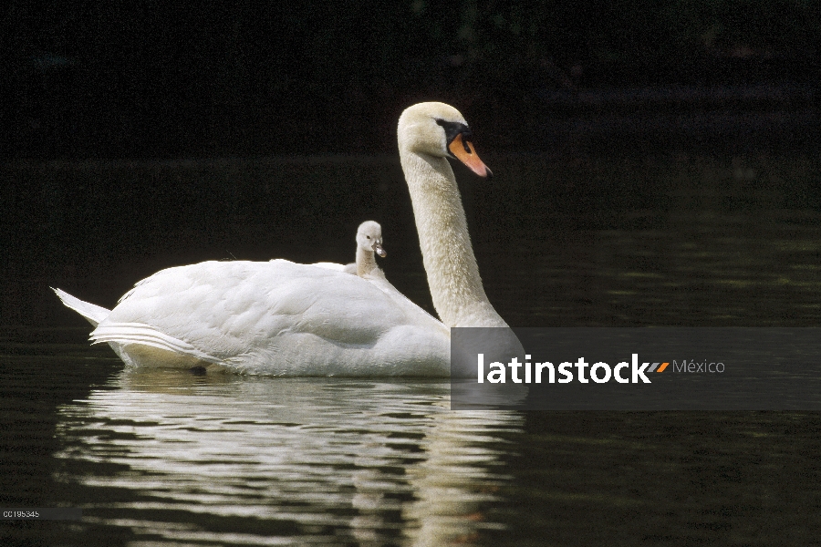 Cisne (vulgar Cygnus olor) de silencio con los pollitos, Alemania