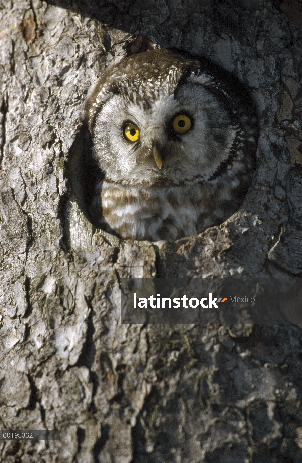 Buho boreal (Aegolius funereus) alcanzando un máximo a través del agujero en árbol, Suecia