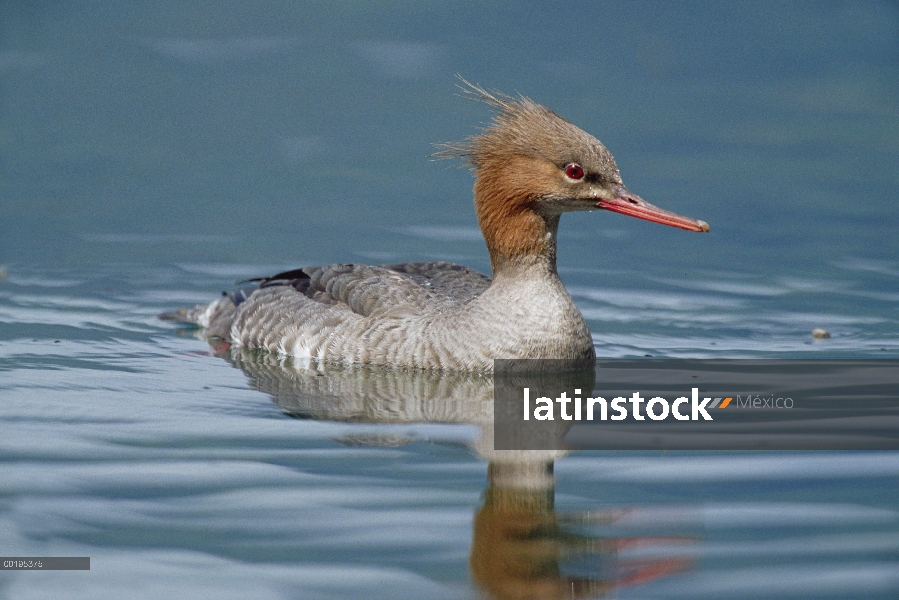 Rojo-breasted mujer Merganser (Mergus serrator), lago Baikal, Rusia