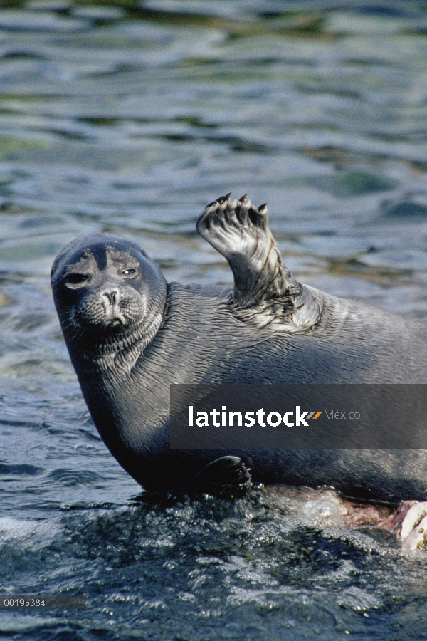 Sello de Baikal (Phoca sibirica) descansando sobre roca con flipper levantado, Parque Nacional de Za