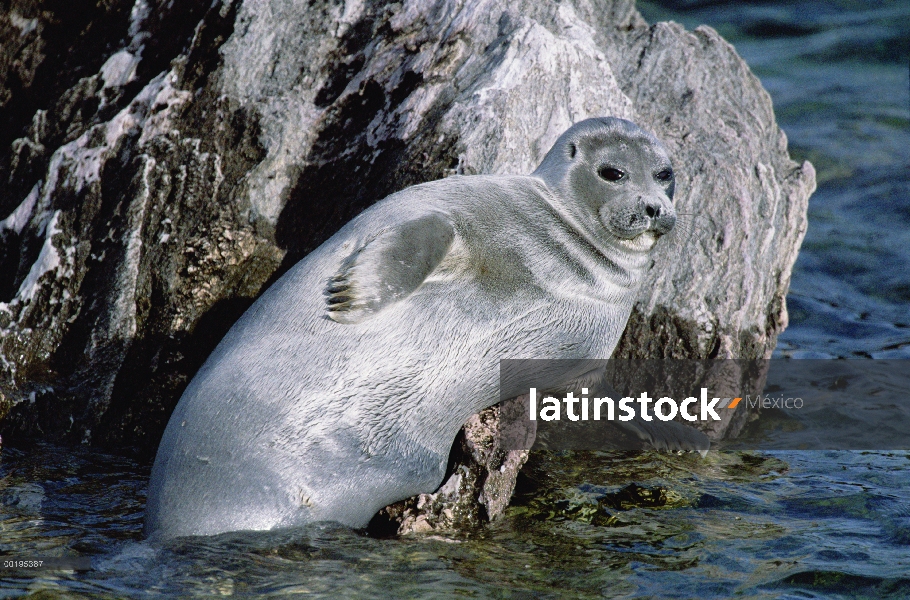 Sello de Baikal (Phoca sibirica) descansando en la roca, Parque Nacional de Zabaikalsky, Islas de Us